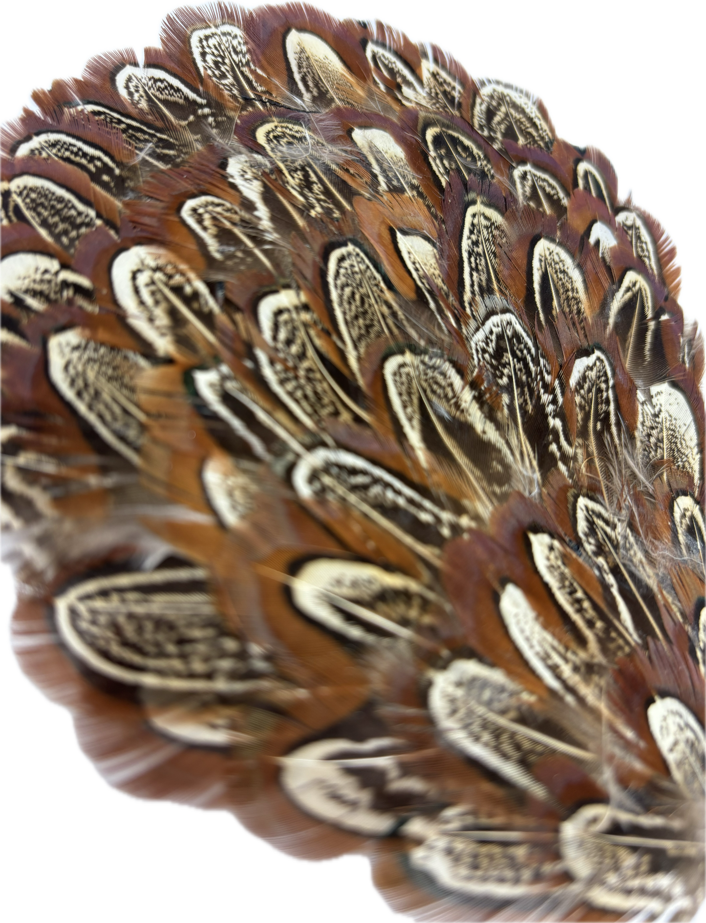 "Garbo" Feather in Brown Beige Pin and Clip. Nickel Plate Pin and Pinch Clip. Versatile Accessory. Also fabulous as a boutonnière