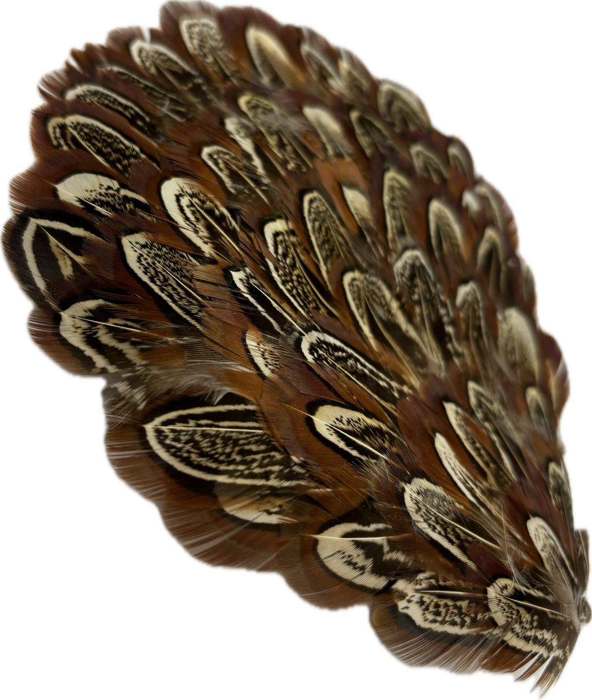 Garbo Brown & Beige Feather Pin & Clip, 4"