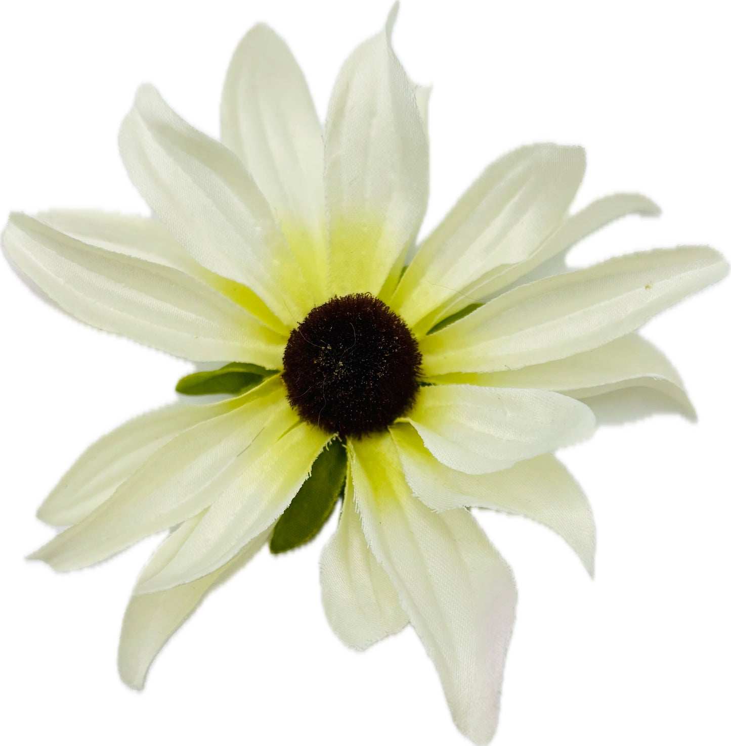 Maryland White Black-Eyed Susan Pin Brooch & Clip, 3.5"