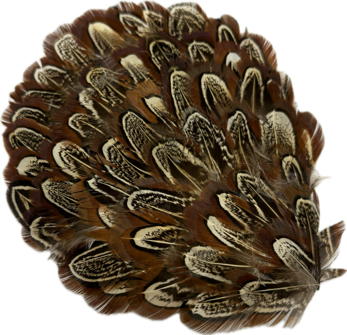 Garbo Brown & Beige Feather Pin & Clip, 4"