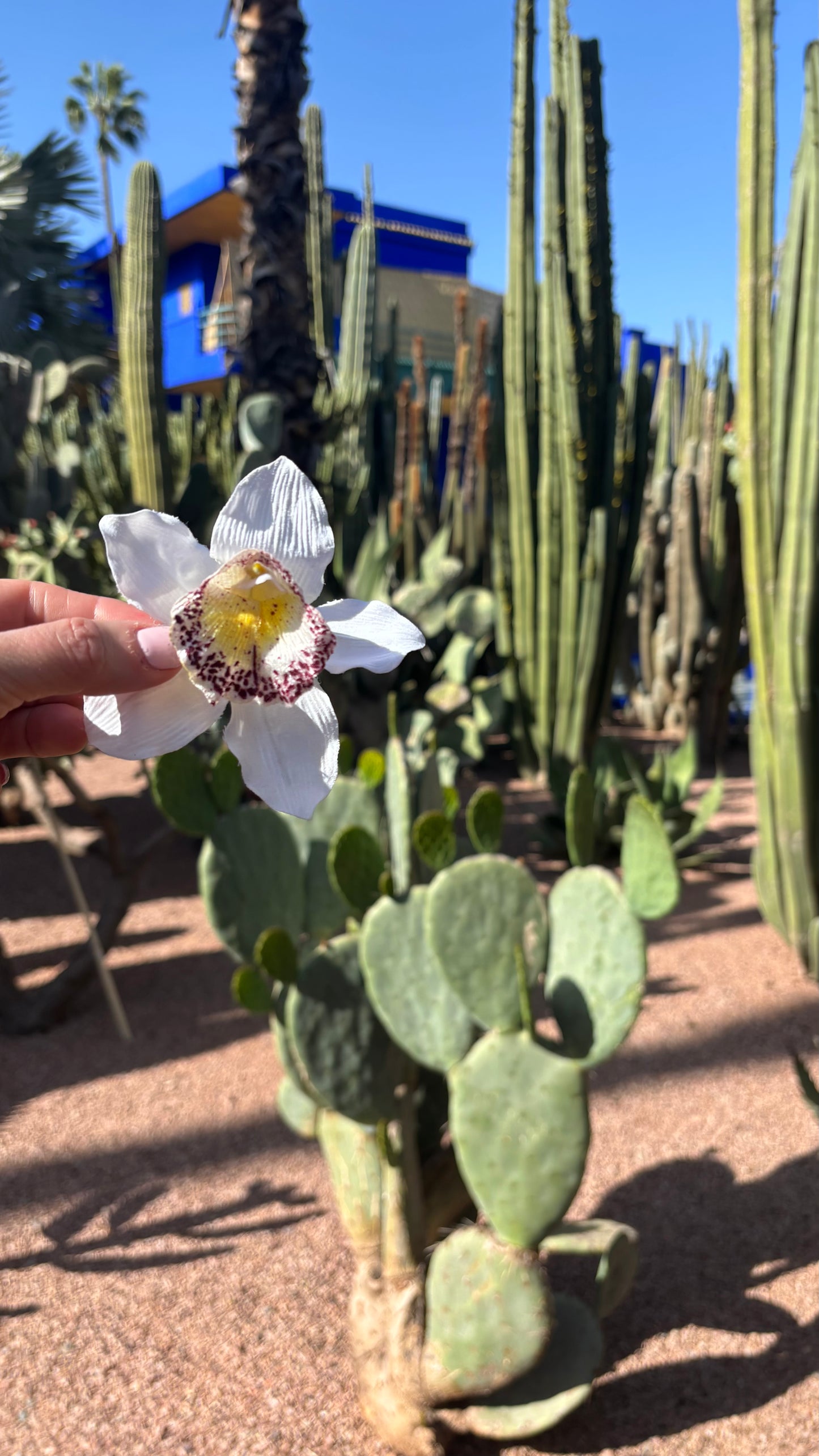 Chloe White Vanda Orchid Pinch Clip, 3.5"