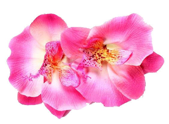 Stella Pink Double Phalaenopsis Orchid French Barrette