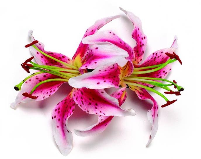 Martha Fuchsia Tiger Lily French Auto Barrette