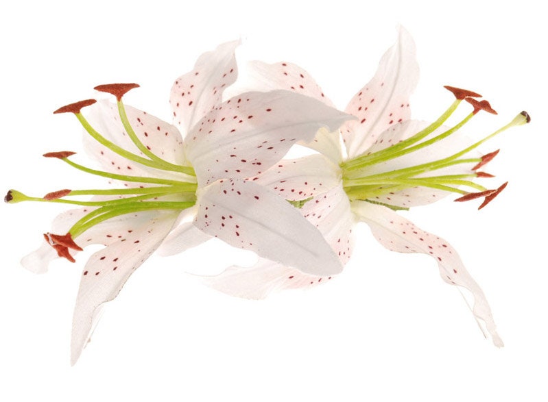 Martha White Tiger Lily French Auto Barrette, 3"