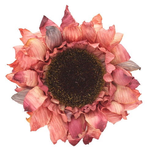 Rust Sunflower Brooch & Clip, 4"