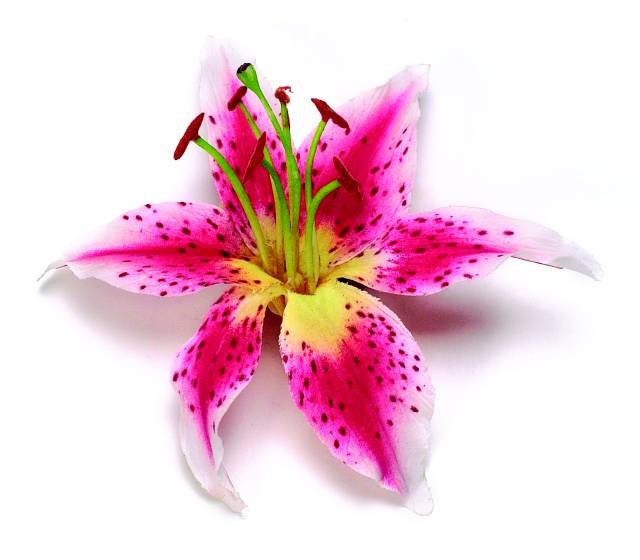Martha Pink Tiger Lily Pinch Clip, 3"