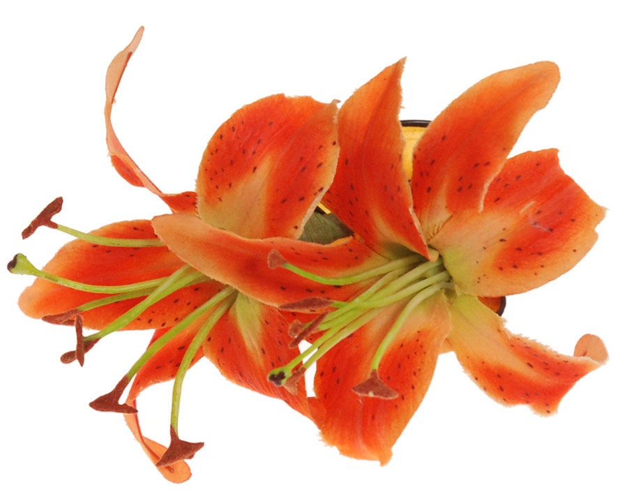 tiger lily hair accessories Karin's Garden Martha 4" Orange Tiger Lily French Jaw Clip. Hair Clip. Flower Hair Accessory. Made in the USA. Lifelike Lilies