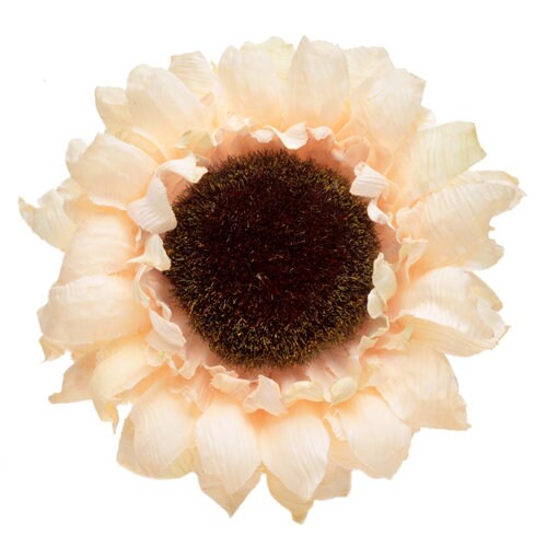 Ivory Sunflower Brooch & Clip, 4"