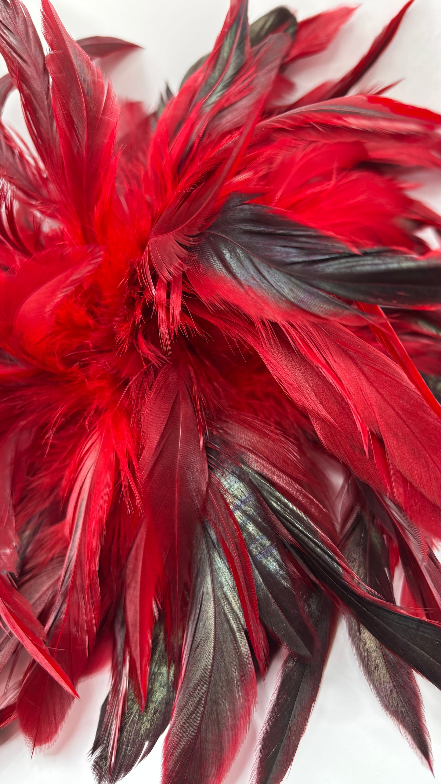 “Abracadabra” Red & Black Feather Brooch & Clip.  12" Pin or Clip to lapel, dress, blazer, clip onto wrist elastic, jacket, handbag, hair, hat and more.