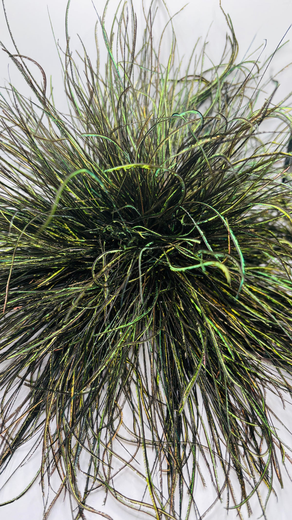 La Contessa Peacock Feather Fringe Brooch Clip.  Made in the USA.  A versatile statement Accessory