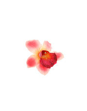Karin's Garden 3 1/2 インチ ピンク バンダ オーキッド ピンチ クリップ。本物のような蘭です。褒められる準備をしましょう。曲げられる花びら