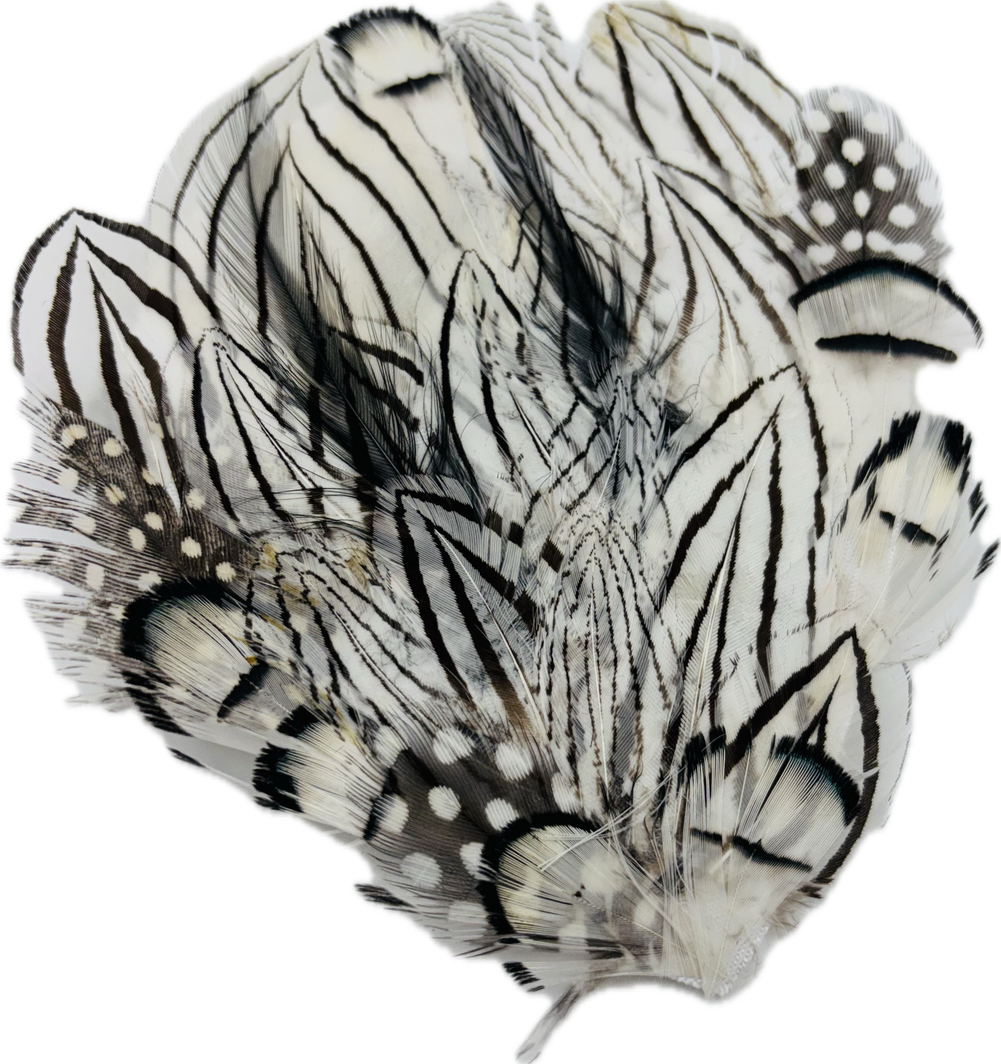 "Garbo" Black White Feather Pin & Clip.  Pin or Clip onto lapel, dress, onto hair and more