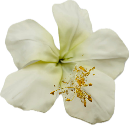 "Calista" 6" Ivory Amaryllis Brooch & Clip.  Pin or Clip to hair, lapel, dress, handbag, hat, necklace & more.