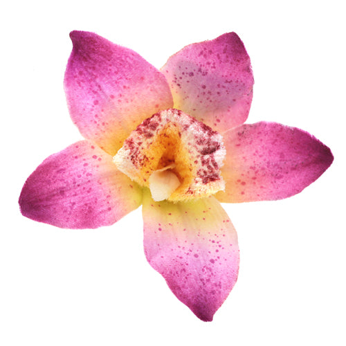 Karin's Garden "Margaret" 2" Mini Vanda Orchid pinch clip.  Easily clip into hair.  Enjoy on your tropical vacation.  Bendable Petals.  A top seller