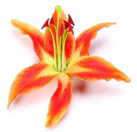Karin's Garden Martha 3" Life like Tiger Lily pinch clip.  Wear in your hair on your tropical vacation.  Clip to your sundress or hat.  Life like
