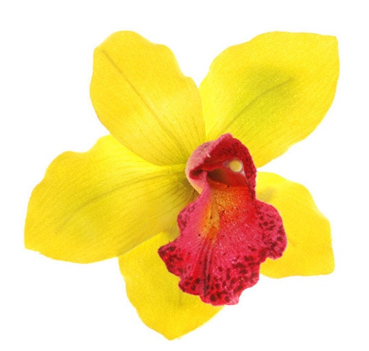 Karin's Garden Pince à pincer pour orchidée Vanda de 3 1/2 po. Fabriqué aux États-Unis. La vie comme une orchidée !